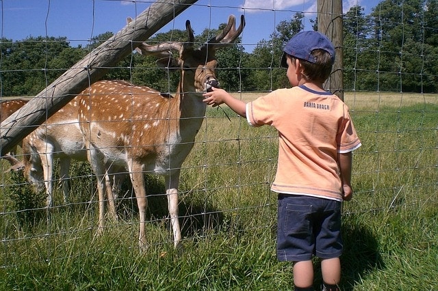 enfants-animaux