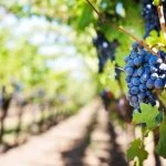 Une rangée de raisins dans un vignoble.