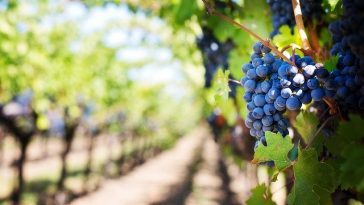 Une rangée de raisins dans un vignoble.