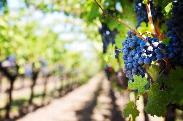 Une rangée de raisins dans un vignoble.