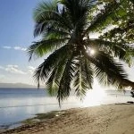 Un palmier est adossé à une plage de sable.