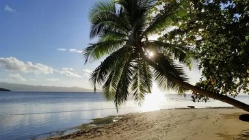 Un palmier est adossé à une plage de sable.