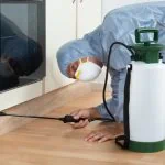 Un homme élimine efficacement les punaises de lit dans une cuisine en pulvérisant un pesticide.