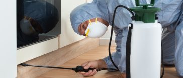 Un homme élimine efficacement les punaises de lit dans une cuisine en pulvérisant un pesticide.